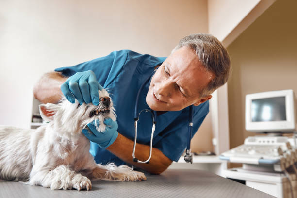 Best Emergency X-Rays and Diagnostics in Valdez, AK